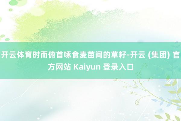 开云体育时而俯首啄食麦苗间的草籽-开云 (集团) 官方网站 Kaiyun 登录入口
